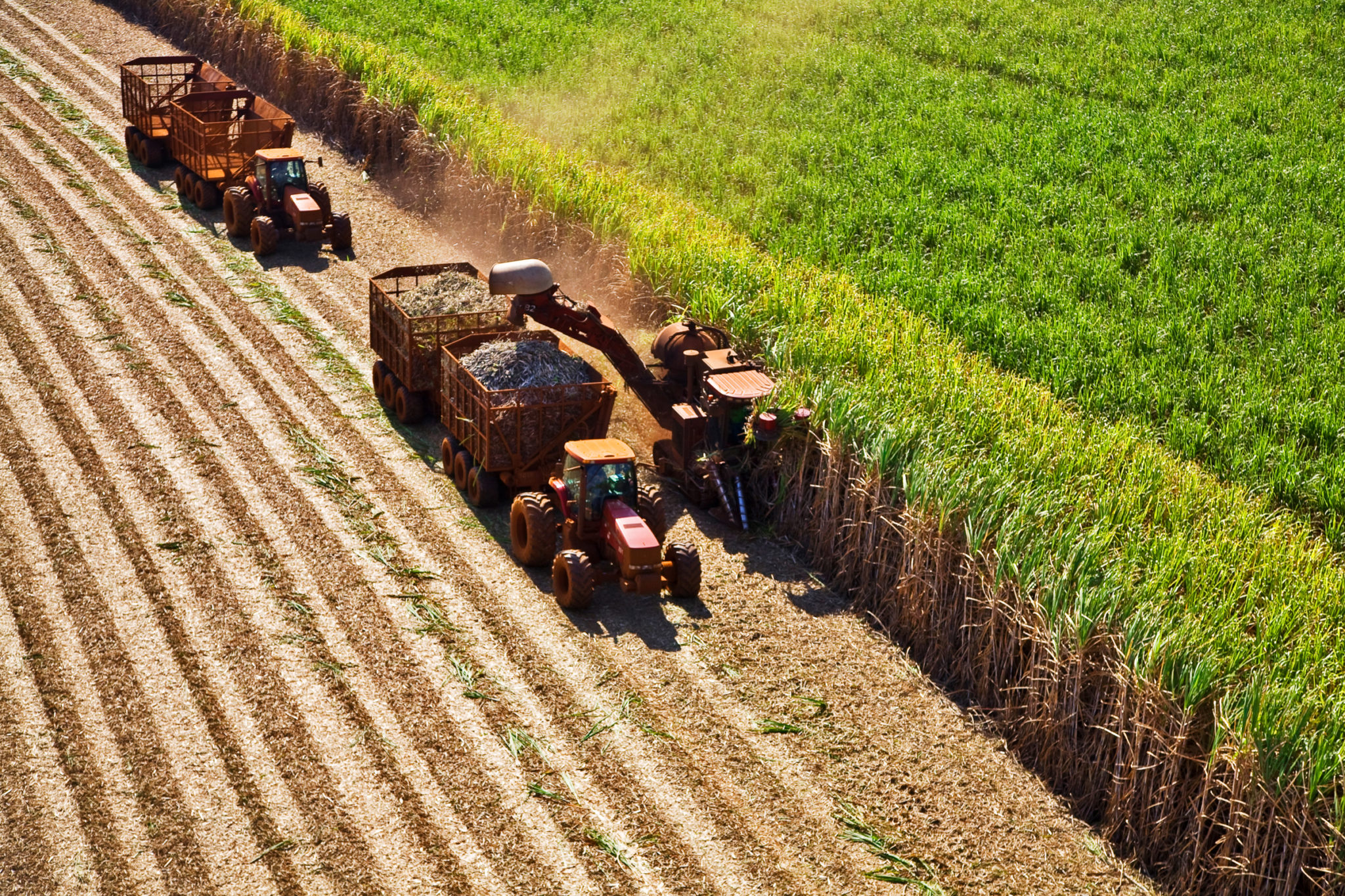 sugarcane